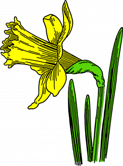 colored daffodil Icons PNG - Free PNG and Icons Downloads