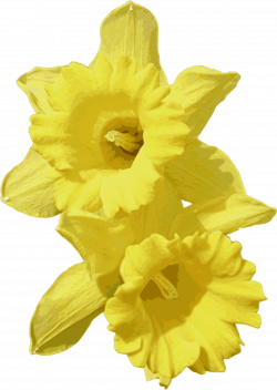 Clipart - Daffodils