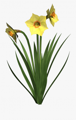Daffodils Clip Art - Transparent Background Png Flowers ...