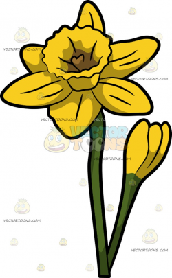 Daffodil Cartoon Clipart | Free download best Daffodil ...