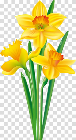 Daffodil transparent background PNG cliparts free download ...