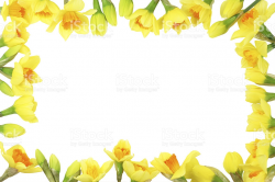 Daffodil Border Cliparts 8 - 1024 X 683 - Making-The-Web.com
