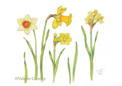 Botanical illustration daffodil print | Plant | Botanical ...