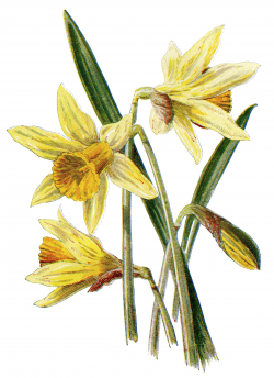 daffodil clip art, vintage flower illustration, yellow ...