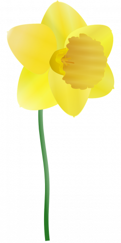 Daffodil,yellow,flower,spring,bulb - free photo from needpix.com