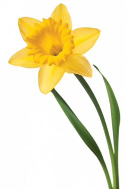 Daffodil Flower Clip art - daffodil 601*900 transprent Png Free ...