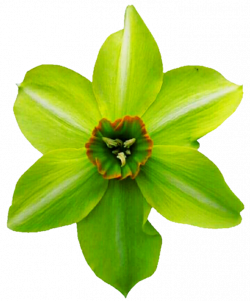 Green Daffodil by jeanicebartzen27 on DeviantArt