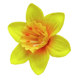 Daffodil Pin transparent PNG - StickPNG