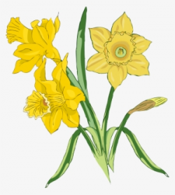 Daffodil PNG, Transparent Daffodil PNG Image Free Download ...