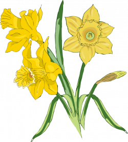 Free Daffodil Clip Art, Download Free Clip Art, Free Clip Art on ...