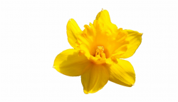 Daffodil Flower Png Pic Transparent Background Daffodil Png ...