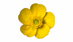 Daffodils Clipart Buttercup - Buttercup Flower Transparent ...