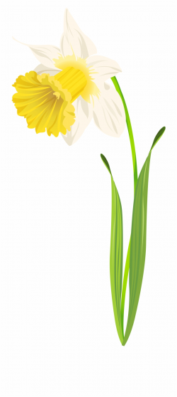 Daffodil Png Clip Art Image - Narcissus Free PNG Images ...