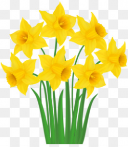 64+ Daffodils Clipart | ClipartLook