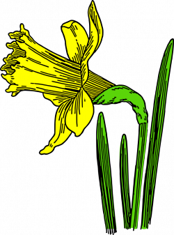OnlineLabels Clip Art - Colored Daffodil