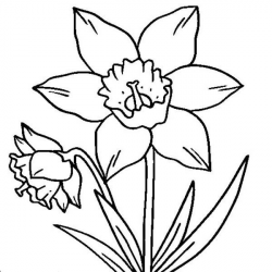 Drawings Of Daffodils | Free download best Drawings Of ...