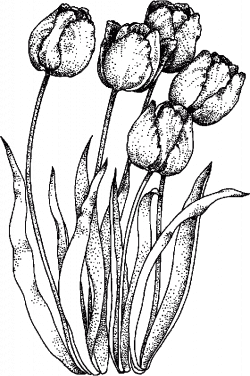 realistic tulip coloring sheet | flower coloring pages | Pinterest ...