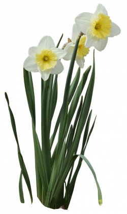 Daffodils PNG Transparent Images | PNG All