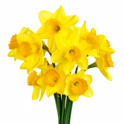 Daffodil Bunch transparent PNG - StickPNG