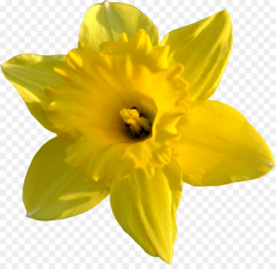 Yellow Flower clipart - Daffodil, Flower, Yellow ...