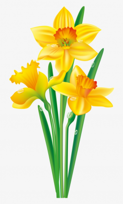 Яндекс - Фотки - Daffodil Clipart PNG Image | Transparent ...