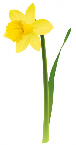 Free Daffodil Cliparts, Download Free Clip Art, Free Clip ...