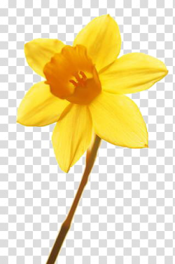 Flower, yellow daffodil flower transparent background PNG ...