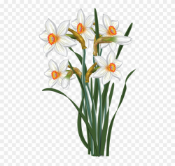 Daisy Clipart Daffodil Flower - Transparent Clip Art ...
