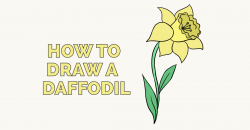 How to Draw a Daffodil - Really Easy Drawing Tutorial