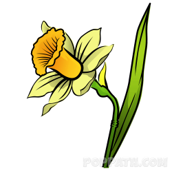 How To Draw A Daffodil – Pop Path