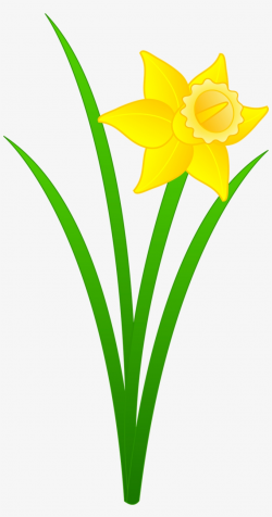 Daffodil Clipart Flower Blossom - Daffodil Clipart ...