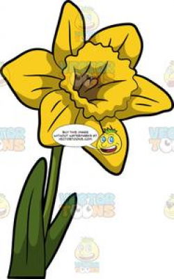 A Gorgeous Blossom Of A Daffodil Flower