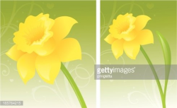 Golden Daffodil premium clipart - ClipartLogo.com