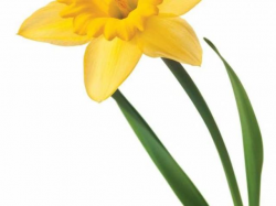 Free Daffodil Clipart, Download Free Clip Art on Owips.com
