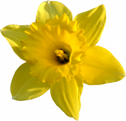 Excellent Daffodil Color Designs - Totaltravel.US