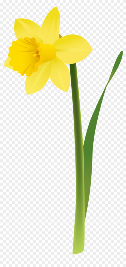 Spring Yellow Daffodil Png Clipart - Transparent Background ...