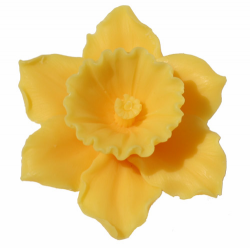 Free Jonquil Cliparts, Download Free Clip Art, Free Clip Art ...