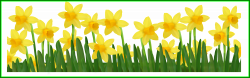 Awesome Narcissus Gouani Double Daffodil Colour Stipple Engraving ...