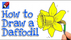 Learn how to draw a Daffodil Real Easy