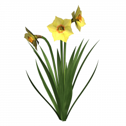 Daffodil Cliparts - Cliparts Zone