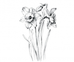 Narcissus Sketch, large print, Hand drawn clipart, daffodil flower, line  drawing, Botanical Prints, a1 floral, Hygge, black white