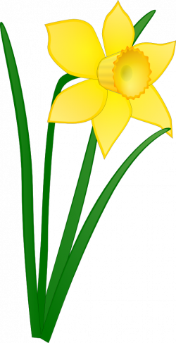 Daffodil Clip Art - Cliparts.co