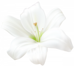White Lily PNG Clip Art Image | Kukat | Pinterest | White lilies and ...