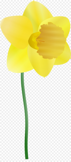 Lily Flower Cartoon clipart - Daffodil, Flower, Plants ...