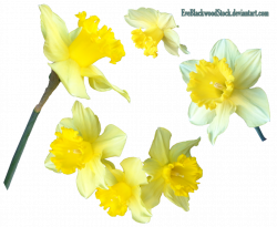 Daffodils 2 PNG by EveBlackwoodStock on DeviantArt