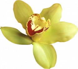 Transparent Yellow Orchid Clipart | gif kvety | Pinterest | Yellow ...