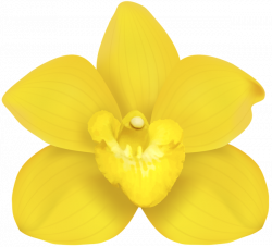 Yellow Orchid PNG Clip Art | AA Flores | Pinterest | Yellow orchid ...