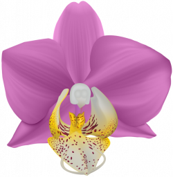 Orchid Transparent PNG Clip Art Image | AA Flores | Pinterest | Art ...