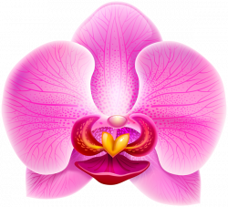 Pink Orchid PNG Clip Art Image | AA Flores | Pinterest | Pink ...