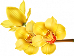 Clip Art of beautiful tropical flowers.: Clip Art of Orchid Blooms ...